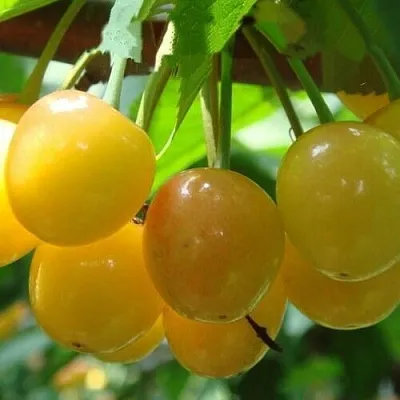 Черешня ЯНТАРНАЯ  Черешня ЯНТАРНАЯ в Липецке