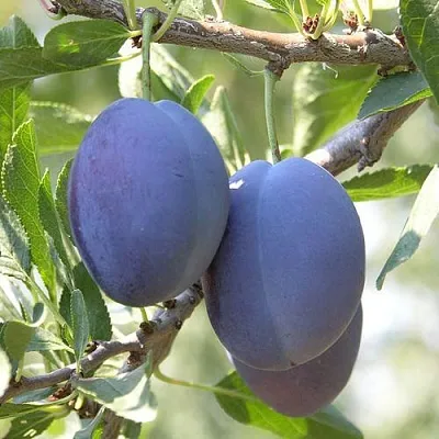 Слива СТЭНЛИ в Липецке