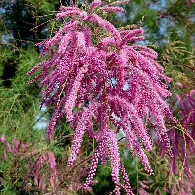 Тамарикс ПИНК КАСКАД  Тамарикс ПИНК КАСКАД в Липецке