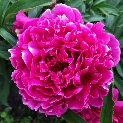 Пион КАРЛ РОЗЕНФЕЛЬД травянистый  Пион КАРЛ РОЗЕНФЕЛЬД травянистый в Липецке