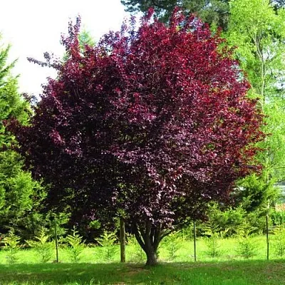 Слива НИГРА растопыреная  в Липецке