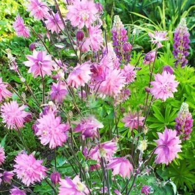 Аквилегия БАРЛОУ ПИНК гибрид МакКаны — описание сорта Аквилегия БАРЛОУ ПИНК гибрид МакКаны в Липецке