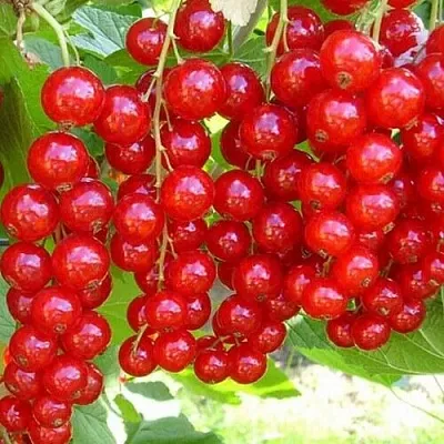 Смородина красная ФЕРТОДИ  Смородина красная ФЕРТОДИ в Липецке