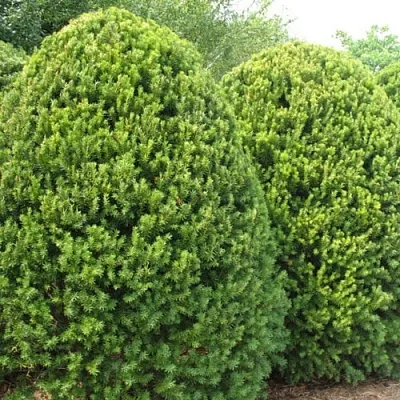 Тис  Тис в Липецке