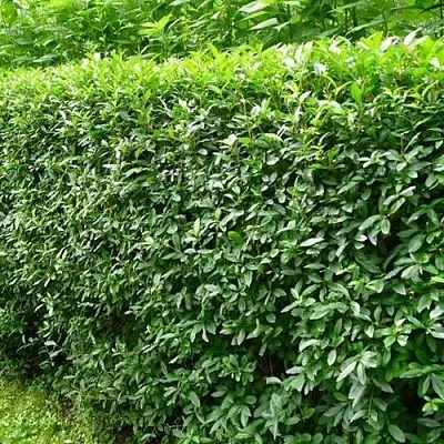 Бирючина обыкновенная  Бирючина обыкновенная в Липецке