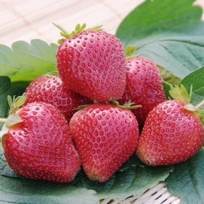 Клубника ВИМА КСИМА в Липецке