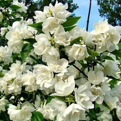 Жасмин ДЕНИСКИНЫ РАССКАЗЫ  Жасмин ДЕНИСКИНЫ РАССКАЗЫ в Липецке