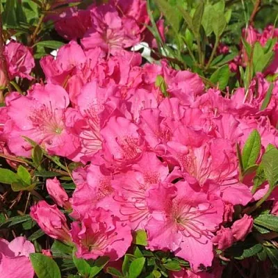 Азалия КИРСТИН японская  Азалия КИРСТИН японская в Липецке