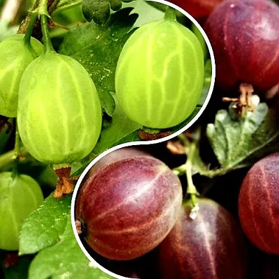 Комплект СКАЗКА в Липецке