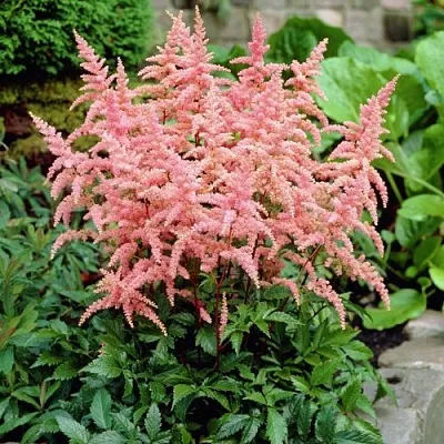 Астильба БРЕССИНГЕМ БЬЮТИ Арендса  Астильба БРЕССИНГЕМ БЬЮТИ Арендса в Липецке