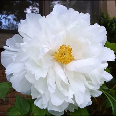 Пион БЕЛЫЙ НЕФРИТ древовидный  Пион БЕЛЫЙ НЕФРИТ древовидный в Липецке