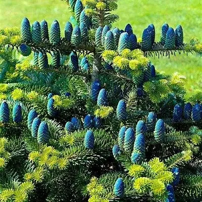 Пихта корейская   Пихта корейская  в Липецке