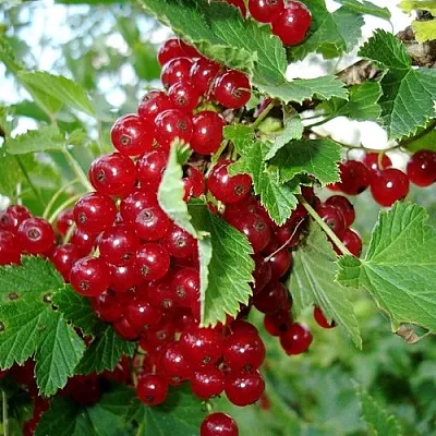 Смородина красная ГОЛЛАНДСКАЯ КРАСНАЯ  Смородина красная ГОЛЛАНДСКАЯ КРАСНАЯ в Липецке