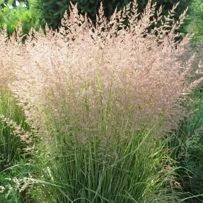 Вейник ОВЕРДАМ остроцветковый  Вейник ОВЕРДАМ остроцветковый в Липецке