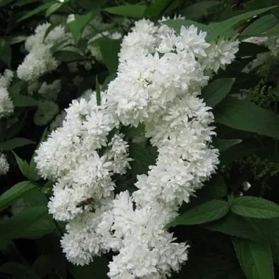 Дейция КАНДИДИССИМА шершавая  Дейция КАНДИДИССИМА шершавая в Липецке