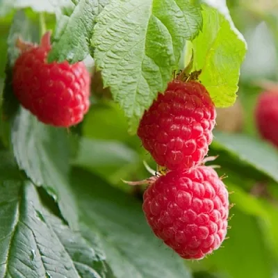 Малина МАРАВИЛЛА в Липецке