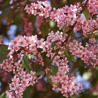 Черемуха КОЛОРАТА  Черемуха КОЛОРАТА в Липецке