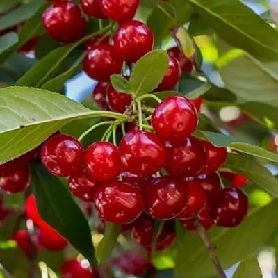 Вишня ГИРЛЯНДА в Липецке