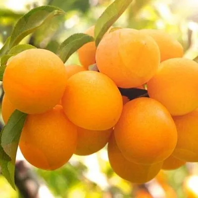 Слива МАРА в Липецке