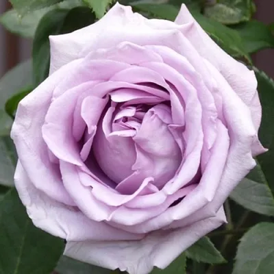 Саженцы роз ИНДИГОЛЕТТА плетистая  Саженцы роз ИНДИГОЛЕТТА плетистая в Липецке