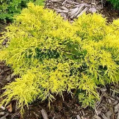 Можжевельник КИНГ ОФ СПРИНГ средний  Можжевельник КИНГ ОФ СПРИНГ средний в Липецке