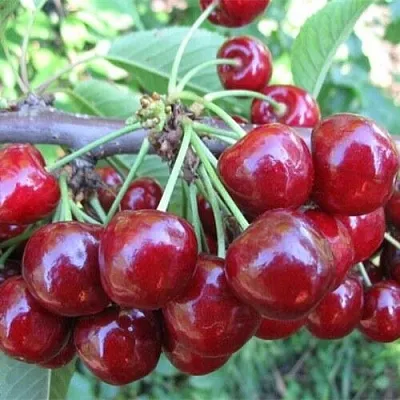 Вишня ДЕСЕРТНАЯ МОРОЗОВОЙ в Липецке