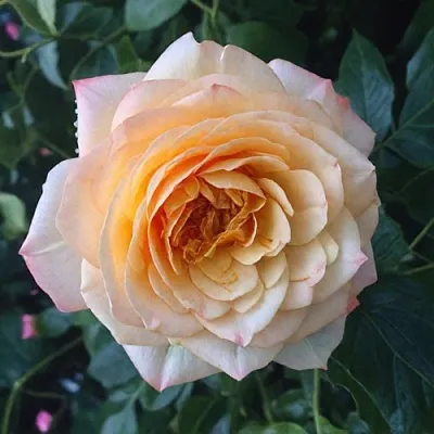 Саженцы роз АБЕЙ ДЕ СЕНТ-АМАН шраб  Саженцы роз АБЕЙ ДЕ СЕНТ-АМАН шраб в Липецке