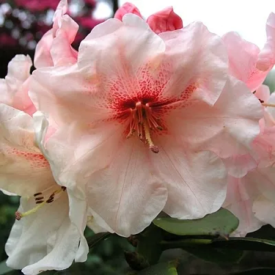 Рододендрон ХАНЯ	 в Липецке