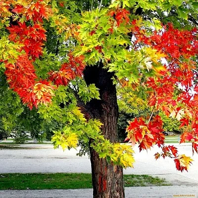 Клен в Липецке