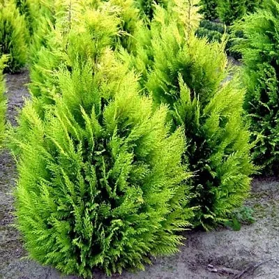 Кипарисовик ИВОНЕ лавсана  Кипарисовик ИВОНЕ лавсана в Липецке