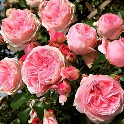 Саженцы роз ДЖАРДИНА плетистая  Саженцы роз ДЖАРДИНА плетистая в Липецке