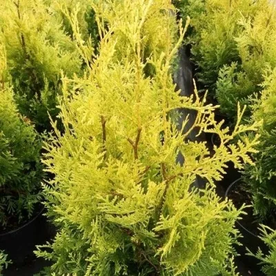 Туя ГОЛДЕН БРАБАНТ западная в Липецке