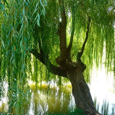 Ива в Липецке