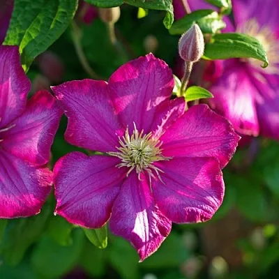 Клематис КАРМЕНСИТА  Клематис КАРМЕНСИТА в Липецке