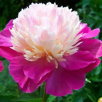 Пион ГЕЙ ПАРИ травянистый  Пион ГЕЙ ПАРИ травянистый в Липецке