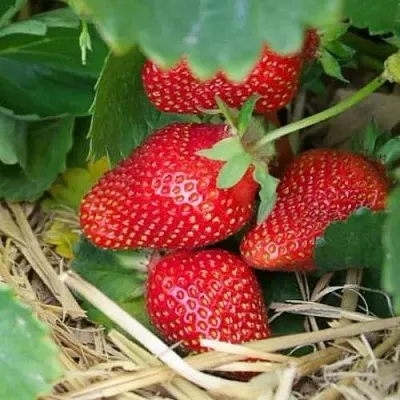 Клубника МОНТЕРЕЙ ремонтантная в Липецке