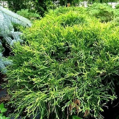 Кипарисовик ФИЛИФЕРА АУРЕА ВАРИЕГАТТА горохоплодный  Кипарисовик ФИЛИФЕРА АУРЕА ВАРИЕГАТТА горохоплодный в Липецке