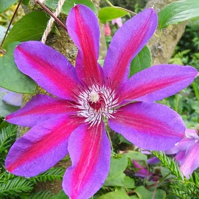 Клематис АКАИШИ  Клематис АКАИШИ в Липецке