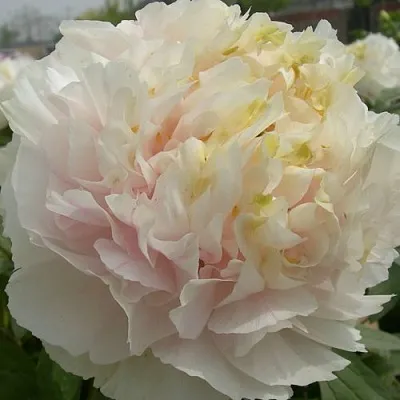 Пион ЗОЛОТОЙ ИЗУМРУД древовидный  Пион ЗОЛОТОЙ ИЗУМРУД древовидный в Липецке