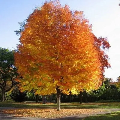 Клен серебристый  Клен серебристый в Липецке