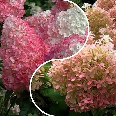 Комплект МАЛИНОВЫЙ ЗАКАТ в Липецке