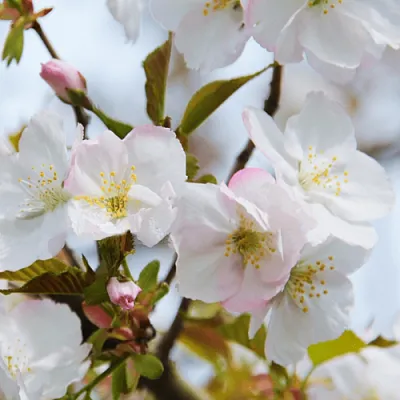 Вишня ОКАМЕ в Липецке
