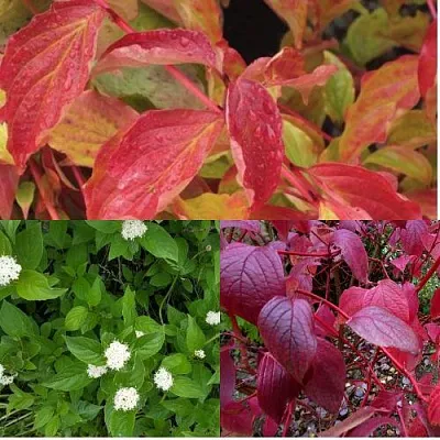 Комплект СЕВЕРНОЕ СИЯНИЕ в Липецке