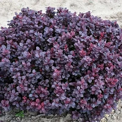 Барбарис КОНКОРД тунберга  Барбарис КОНКОРД тунберга в Липецке