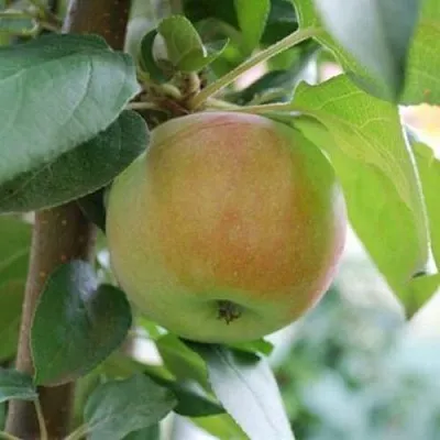 Яблоня ПОДСНЕЖНИК стелющаяся  Яблоня ПОДСНЕЖНИК стелющаяся в Липецке