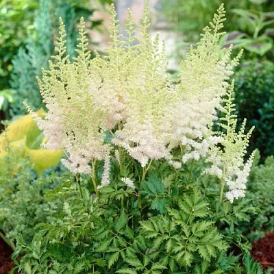 Астильба МИЛК ЭНД ХАНИ китайская  Астильба МИЛК ЭНД ХАНИ китайская в Липецке