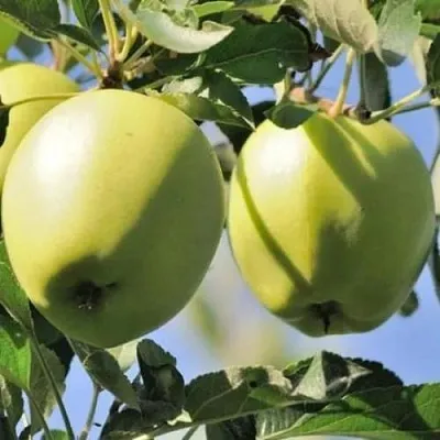 Яблоня САХАРНАЯ  Яблоня САХАРНАЯ в Липецке