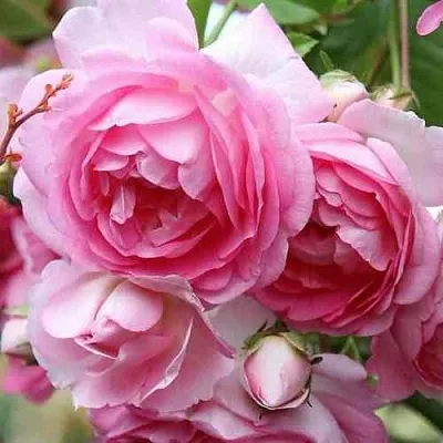 Саженцы роз ЖАСМИНА плетистая  Саженцы роз ЖАСМИНА плетистая в Липецке