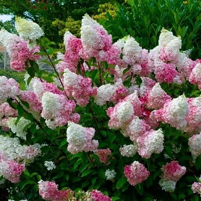 Гортензия  Гортензия в Липецке