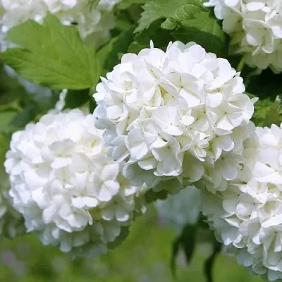 Калина декоративная  Калина декоративная в Липецке